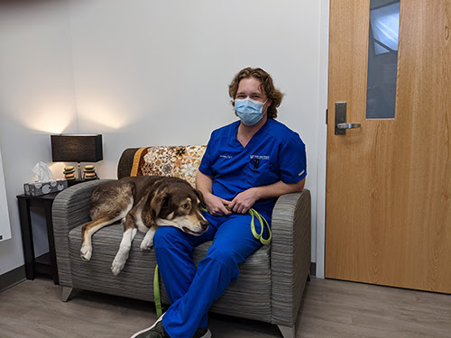 Oral health affects all aspects of pet wellness, UF veterinarians say -  Alachua Chronicle