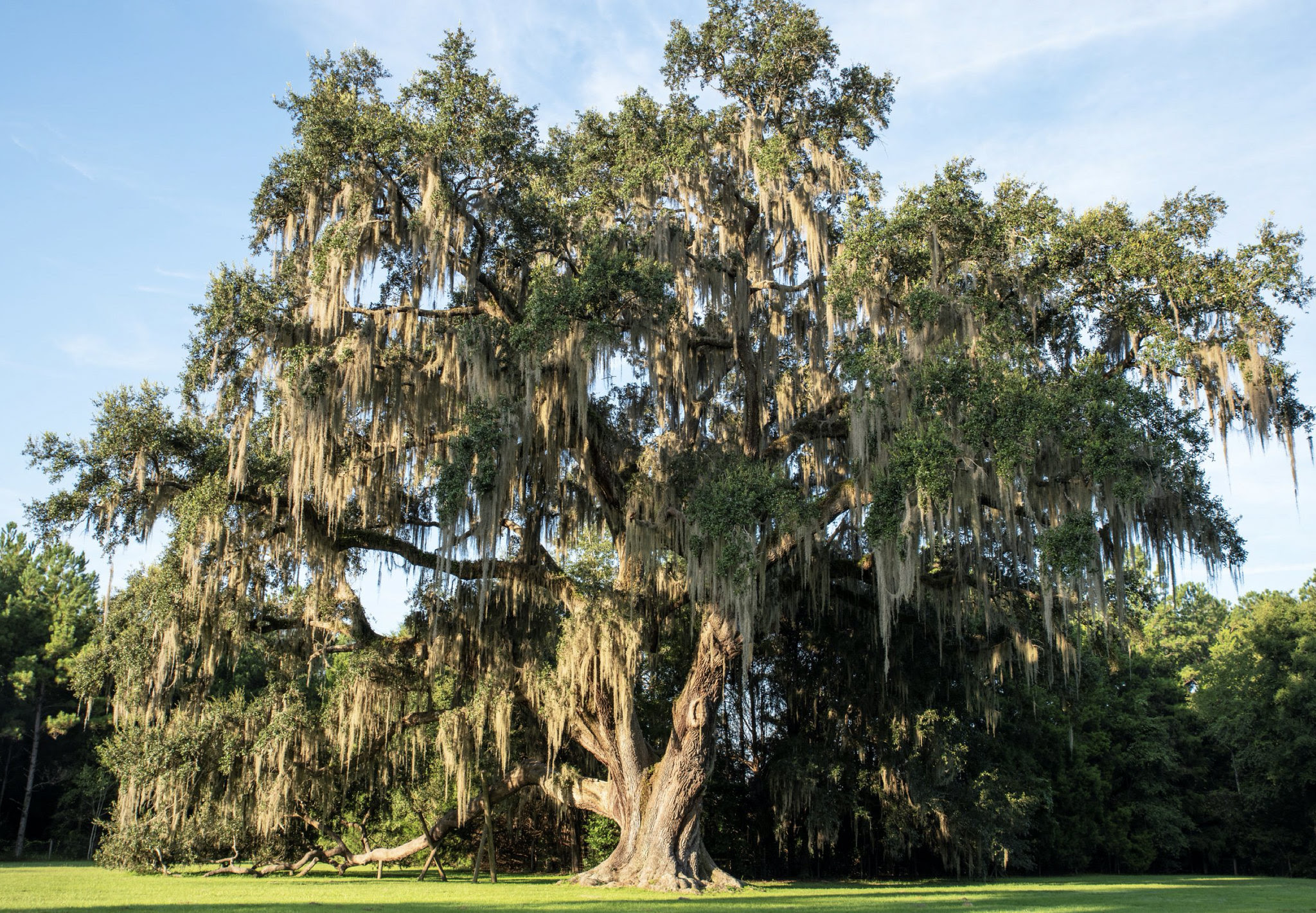 Alachua County Environmental Protection Department Hosting Tree ...
